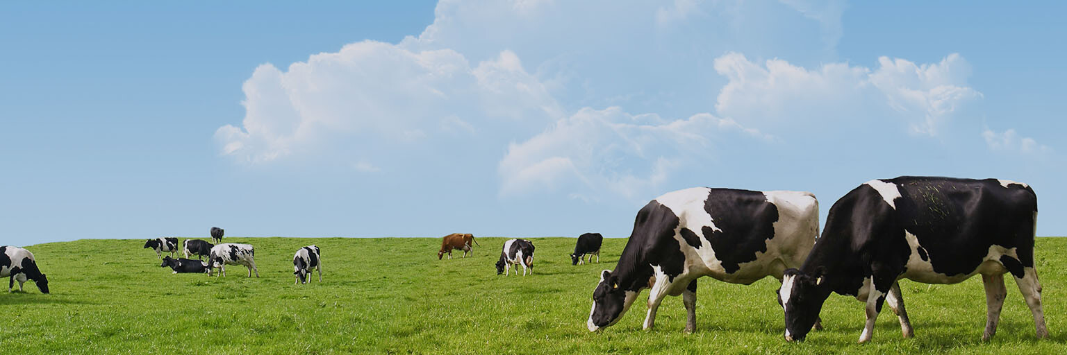 Schmuckbild Kuh für Software für Statistik und Abrechnungen in der Lebensmittelhygiene